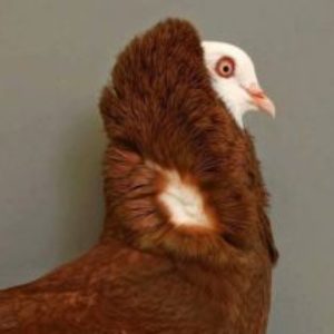 Profile photo of OldDutchCap